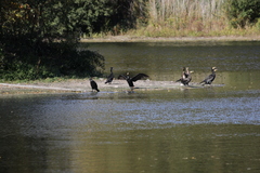 Phalacrocorax carbo