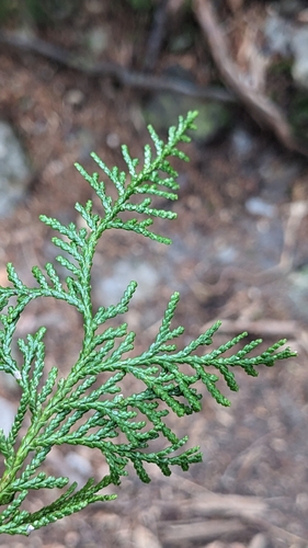 Image of Chamaecyparis obtusa by (c) Cheng-Te Hsu, some rights reserved (CC BY)
