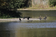 Phalacrocorax carbo