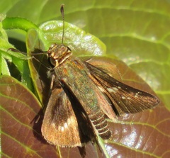 Platylesches moritili