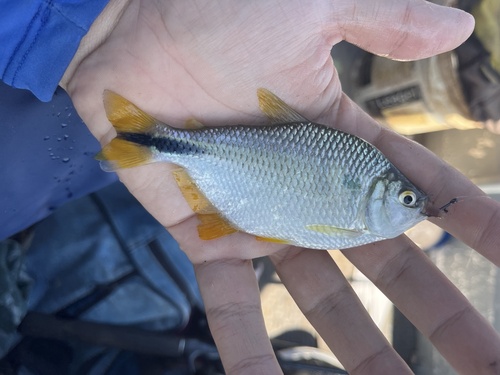Upper Parana tetra (Astyanax altiparanae) — Characidae — 3