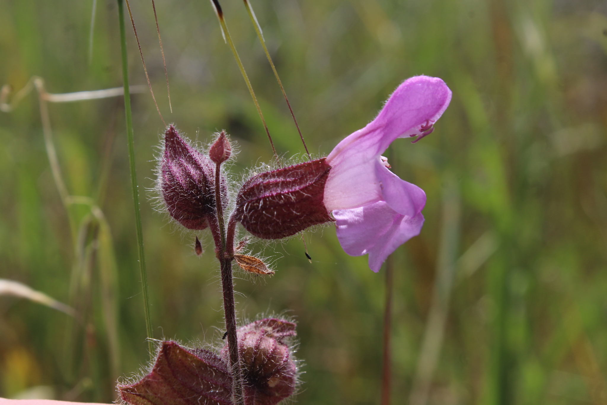 Salvia pinnata