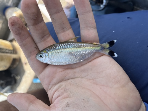 Intermediate tetra (Moenkhausia intermedia) — Characidae — 5