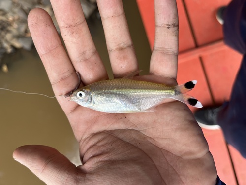 Intermediate tetra (Moenkhausia intermedia) — Characidae — 3