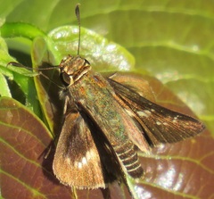 Platylesches moritili