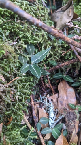 Image of Goodyera velutina by (c) Cheng-Te Hsu, some rights reserved (CC BY)