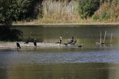 Phalacrocorax carbo