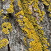 Hooded Sunburst Lichen - Photo (c) Mike Leveille, some rights reserved (CC BY-NC), uploaded by Mike Leveille