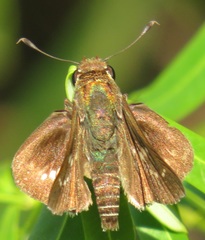 Platylesches moritili