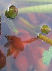 Hyperolius marmoratus