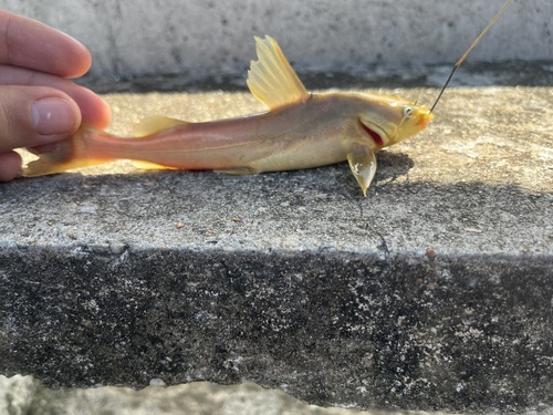 Lung-bladder sea catfish (Aspistor luniscutis) — Ariidae — 3