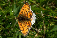 Melitaea varia