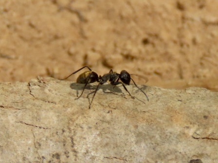 Colobopsis aurata