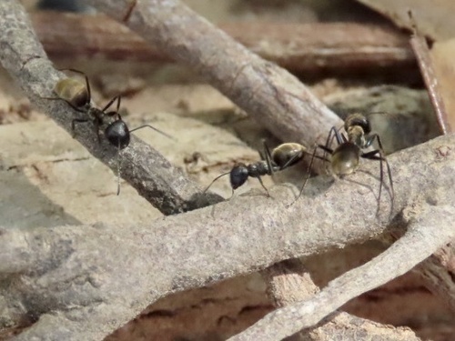 Colobopsis aurataColobopsis aurata