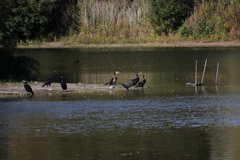 Phalacrocorax carbo