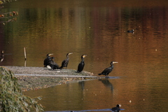 Phalacrocorax carbo