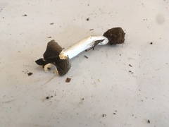 Russula pseudotsugarum