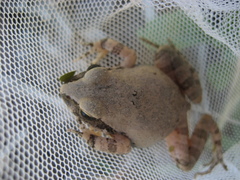 Tomopterna natalensis