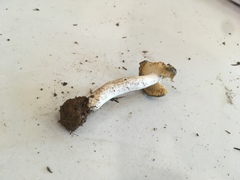 Russula pseudotsugarum