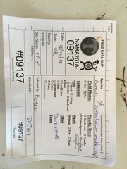 Russula pseudotsugarum