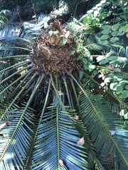 Cycas thouarsii