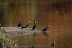 Phalacrocorax carbo