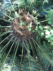 Cycas thouarsii
