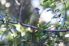 Stripe-Cheeked Greenbul photo 4