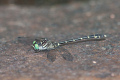 Stylogomphus albistylus