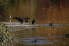 Phalacrocorax carbo