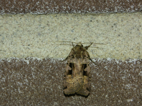 Double Square-spot, Ede, Gelderland, Netherlands, photo 7 of 10