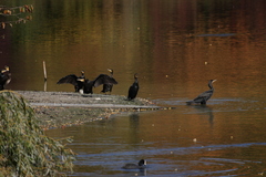 Phalacrocorax carbo