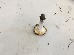 Russula pseudotsugarum