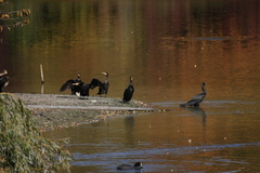 Phalacrocorax carbo