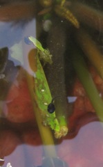 Hyperolius marmoratus