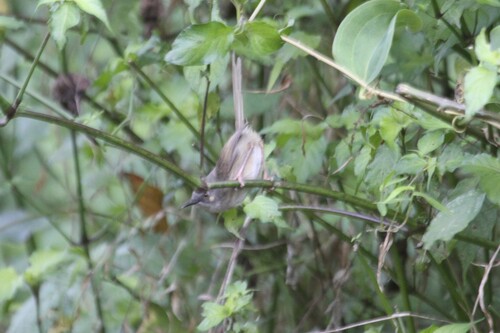 Roberts's Warbler (Oreophilais robertsi), photo 2