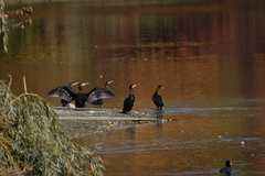 Phalacrocorax carbo