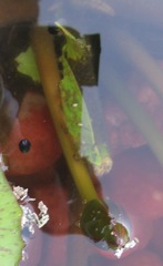 Hyperolius marmoratus