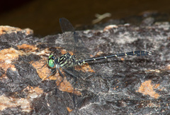Stylogomphus albistylus