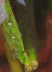 Hyperolius marmoratus