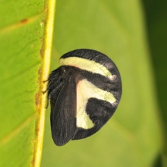 Membracis foliatafasciata