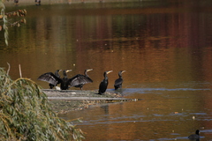 Phalacrocorax carbo