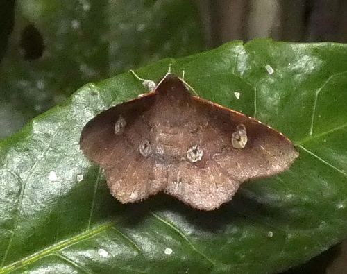 Oxidercia apicalis