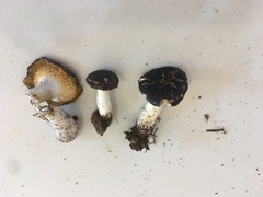 Russula pseudotsugarum