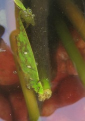 Hyperolius marmoratus