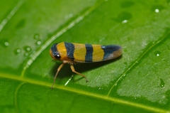 Oragua gregoirei
