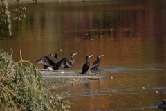 Phalacrocorax carbo