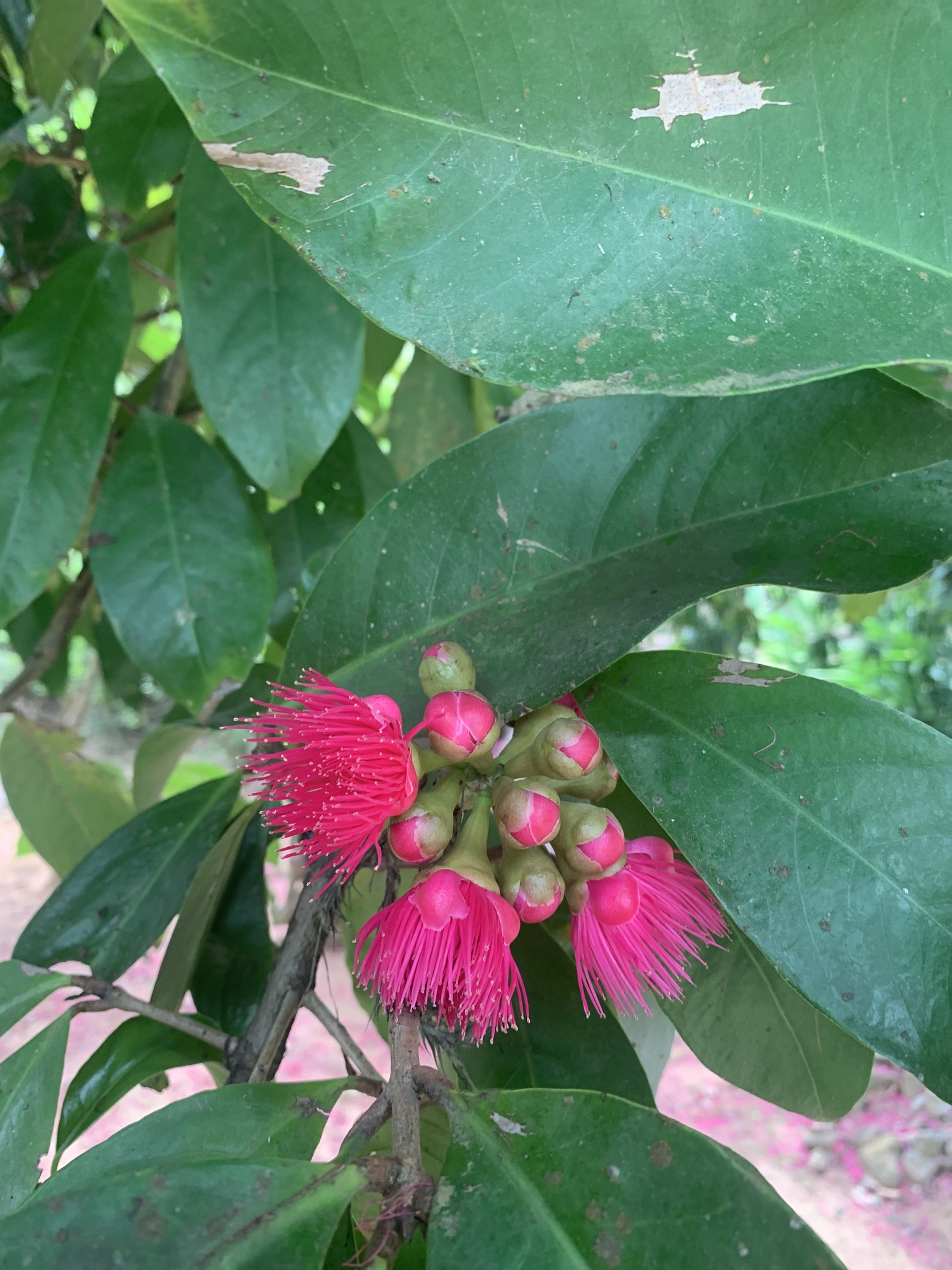 Syzygium malaccense