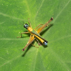 Eumastax