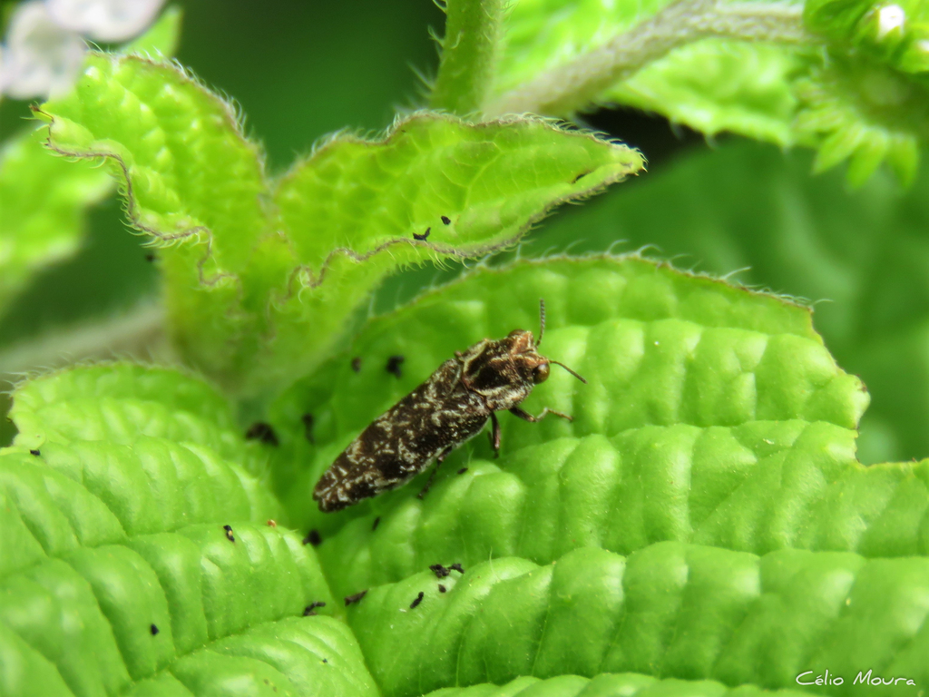 Cyphothorax